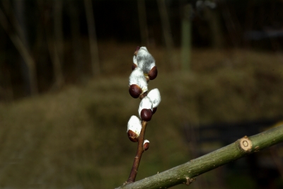 Weidekätzchen 2