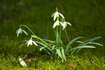 Frühling