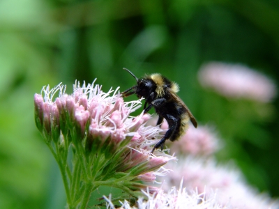 kleine Hummel