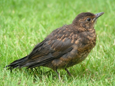 Junge Amsel 01