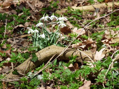 Der Frühling kommt