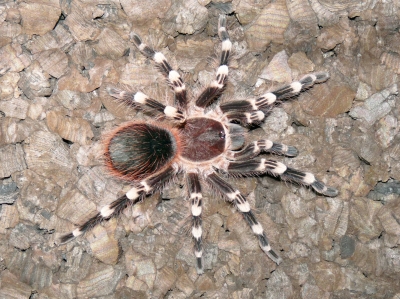 Streifi meine hübsche Geniculata