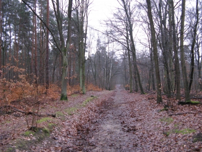 Waldweg 1
