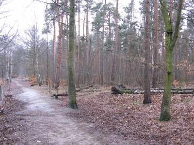 Waldweg 2