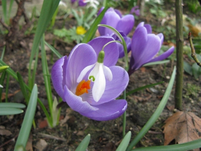 Krokusse und Schneeglöckchen