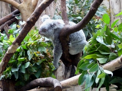 Müder Koala