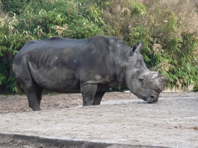 Breitmaulnashorn