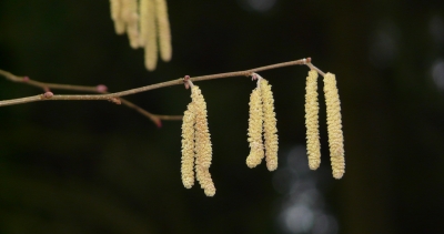 Die gemeine Hasel blüht (Corylus avellana)
