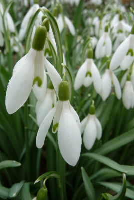 Schneeglöckchen