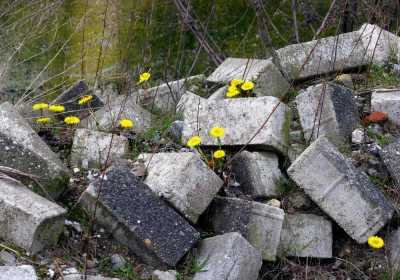 Frühlingsboten auf der Schutthalde