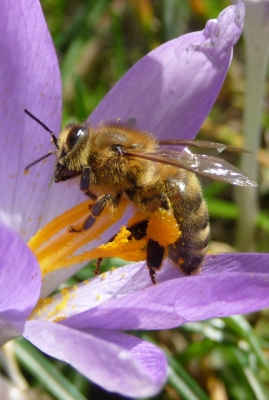 Biene auf Nektarsuche -Makro
