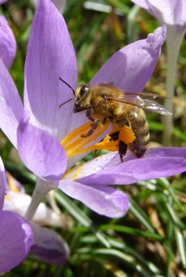 Krokus mit Biene