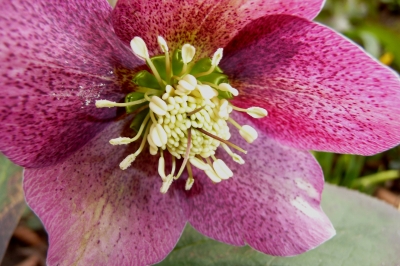 Blüte von Christrose- Makro