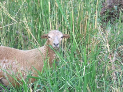 Schaf im Gras