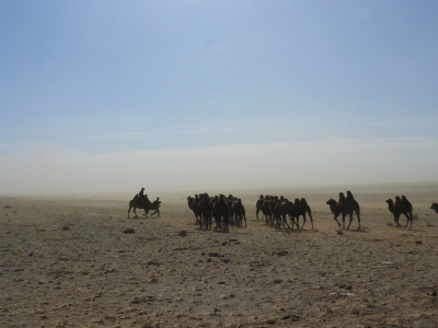 Kamele trotzen dem Sand