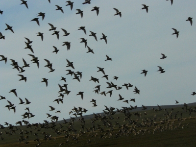 Vogelschwarm in der mongolischen Gobiwüste