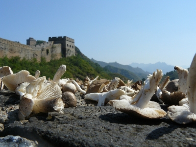 Champignons trocknen auf der chinesischen Mauer
