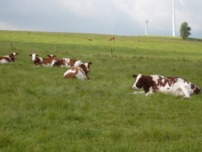 Rinder im Sauerland