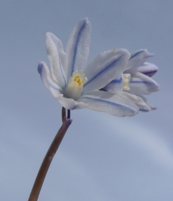 Blaustern - Scilla bifolia