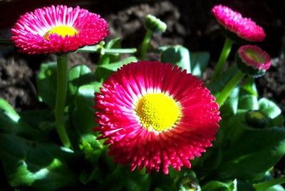 Bellis liebt Halbschatten