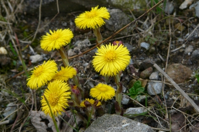 Frühlingsboten auf der Schutthalde #2