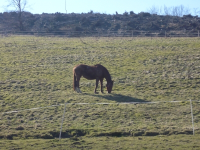 Pferd im Sauerland