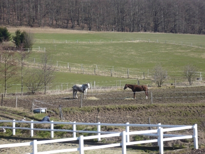 Pferde im Sauerland