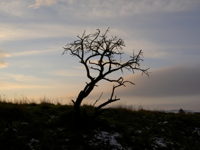 Obstbaum im Winter