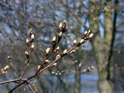 Knospen springen auf