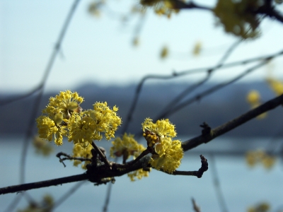 Frühling 2009