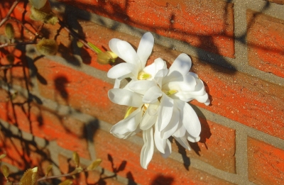 Frühlings-Mauerblümchen
