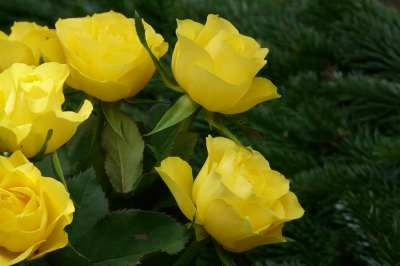 Rosen in gelb