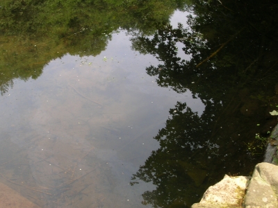 Bäume im Wasser