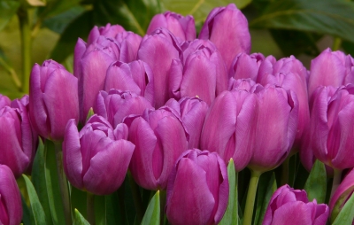 Textur Tulpen