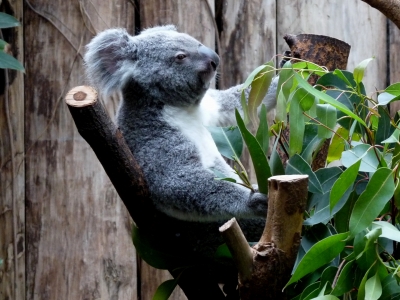 kleiner Koalabär