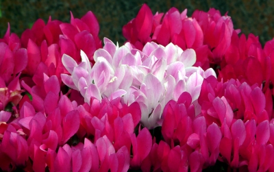 pink & weisses Blütenmeer