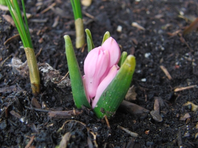 Frühlingserwachen