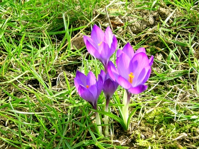 Frühling in violett