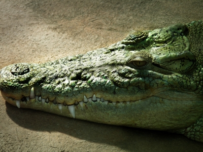 Krokodil in der Wilhelma nutzt die Sonne