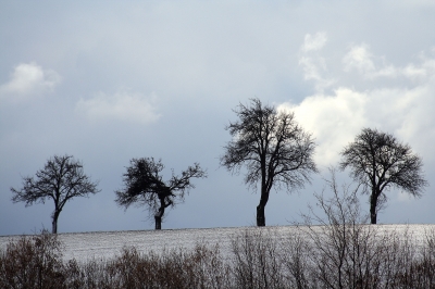 Bäume am Hügel