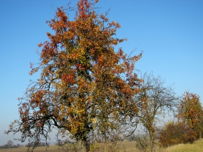 Birnbäume im Herbst