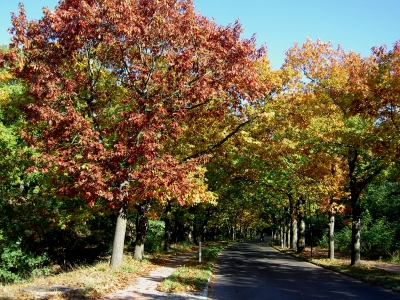 Postfenn im Herbst