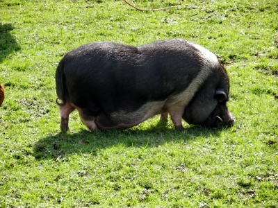 Hängebauchschwein