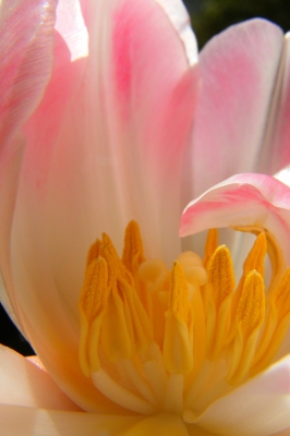 Prachtvolle Tulpe