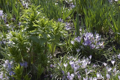 Frühling - es sprießt