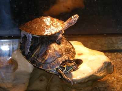 Schildkrötenstapel