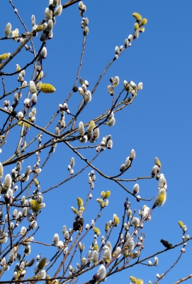Weidenkätzchen (Salix spec.)  in der Frühlingssonne