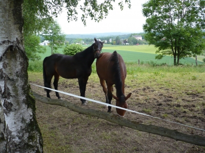 Pferde im Sauerland