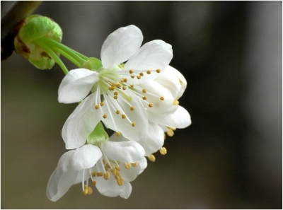 Erste Kirschblüte 4