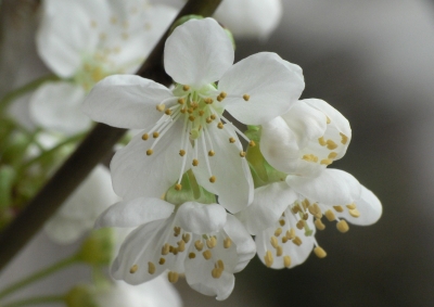 Kirschblüten